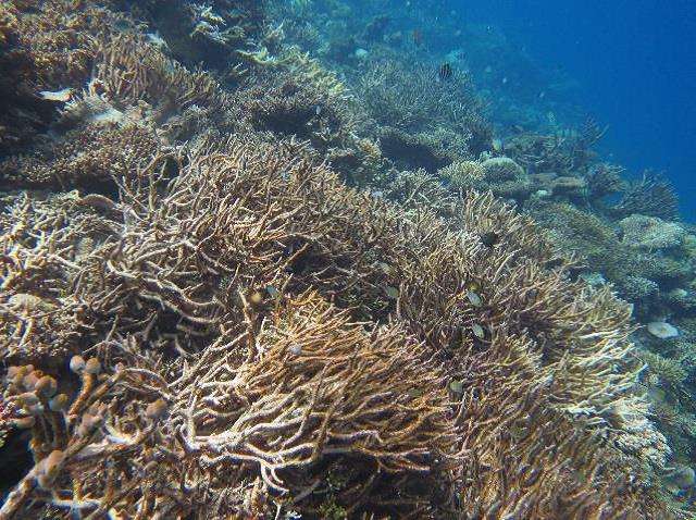 Impacts of mass coral die-off on Indian Ocean reefs revealed