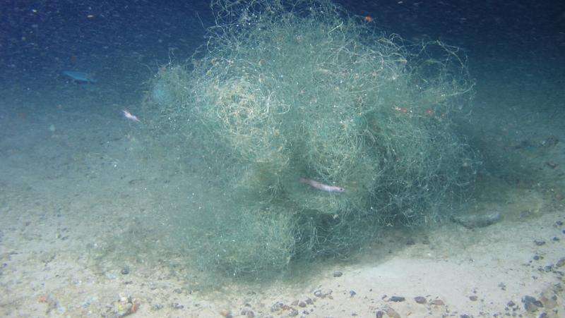Important submarine canyons ecosystems are at risk