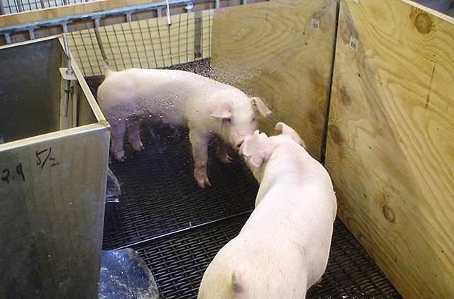 Improving pig accommodations with mirrors