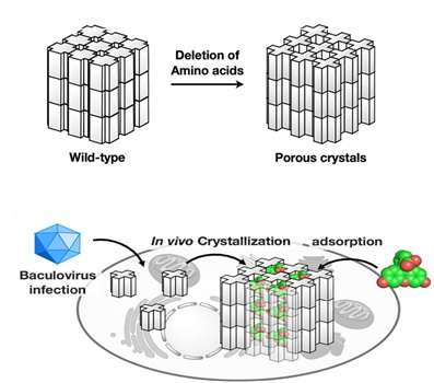 In-cell molecular sieve from protein crystal