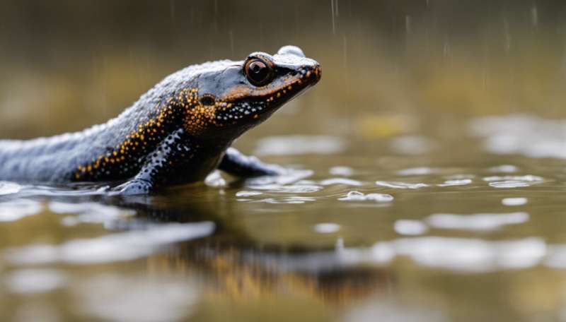 In defence of great crested newts: why these elusive amphibians are worth the worry