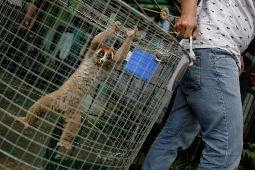 Indonesian authorities have detained an alleged wildlife trafficker and seized nine protected slow lorises, like the one shown b