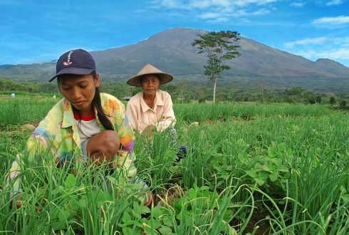 Indonesian farmers brush up on efficient vegetable production practices combined with modern varieties