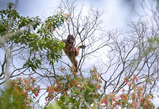 Indonesia orangutan sanctuary says villagers encroaching