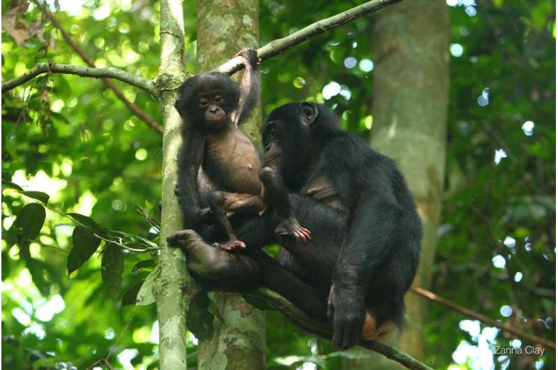 In fathering, peace-loving bonobos don't spread the love