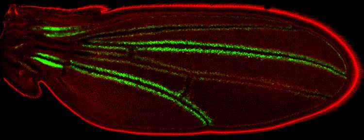 In fruit fly and human genetics, timing is everything