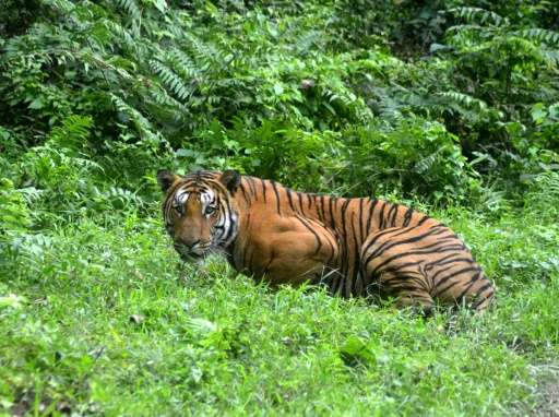 In India, attempts have been made to hack the GPS collars on endangered Bengal tigers in a case of &quot;cyber poaching&quot;