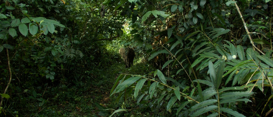 Initial survey results reveal a worrying decline in Guinea’s forest elephant population