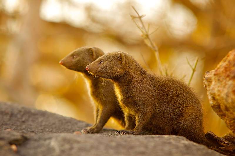 In mongoose society, immigrants are a bonus -- when given time to settle in