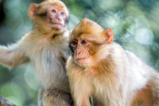 In October, the Barbary macaque was listed as a species threatened with extinction on the Convention on International Trade in E