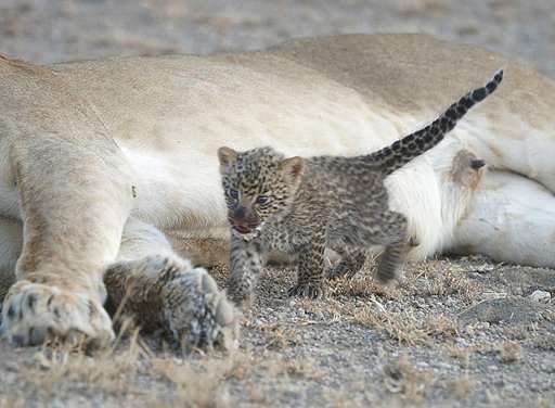 In rare sight, lioness nurses leopard cub in Tanzania