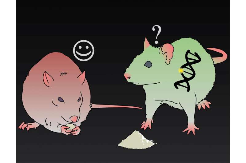 In rats that can't control glutamate, cocaine is less rewarding, staving off relapse