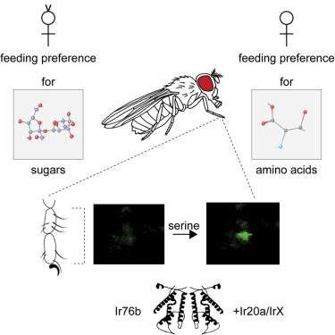 Insects and umami receptors