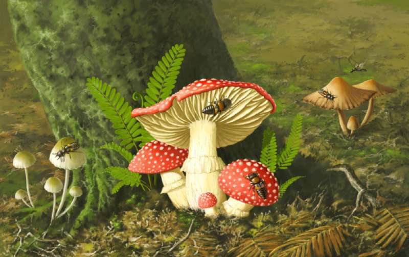 Intact mushroom and mycophagous rove beetle in Burmese amber leak early evolution of mushrooms