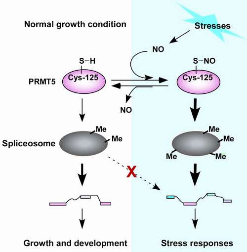 Interactive protein posttranslational modifications regulate stress responses