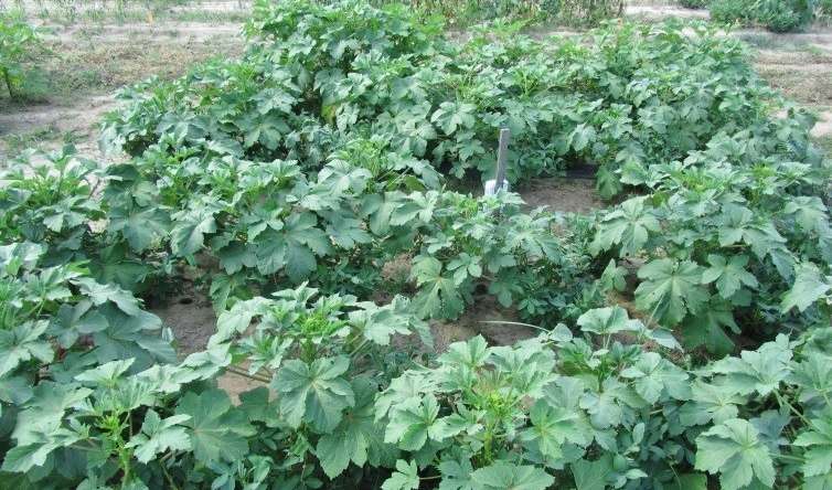 Intercropping boosts vegetable production