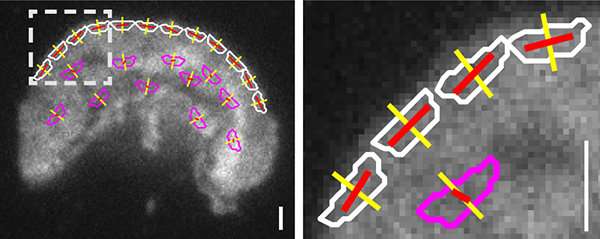 Internal forces directing cell migration are revealed by live-cell microscopy