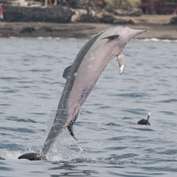 International collaboration working to enhance protections for spinner dolphins