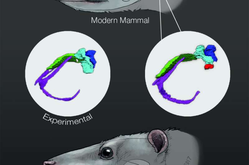 In the developing ears of opossums, echoes of evolutionary history