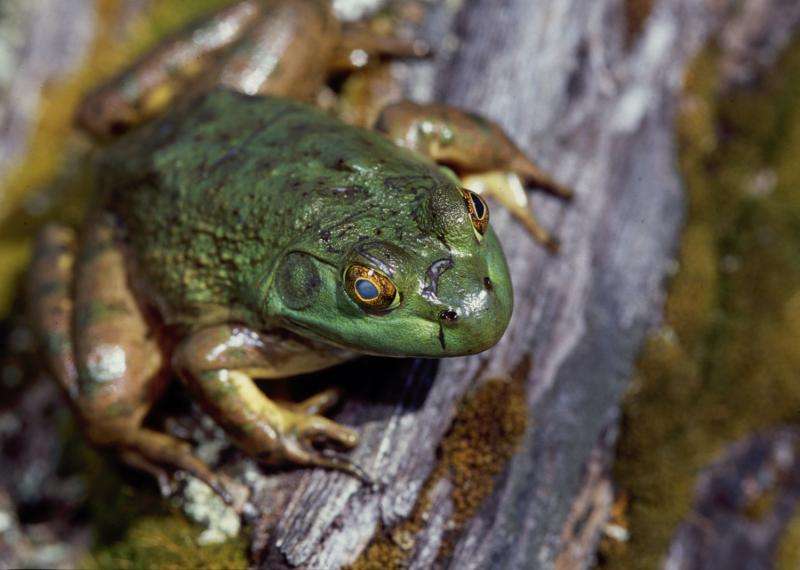 In the egg, American bullfrogs learn how to avoid becoming lunch