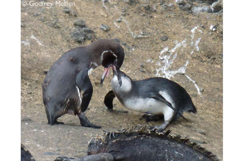 In times of plenty, penguin parents keep feeding their offspring