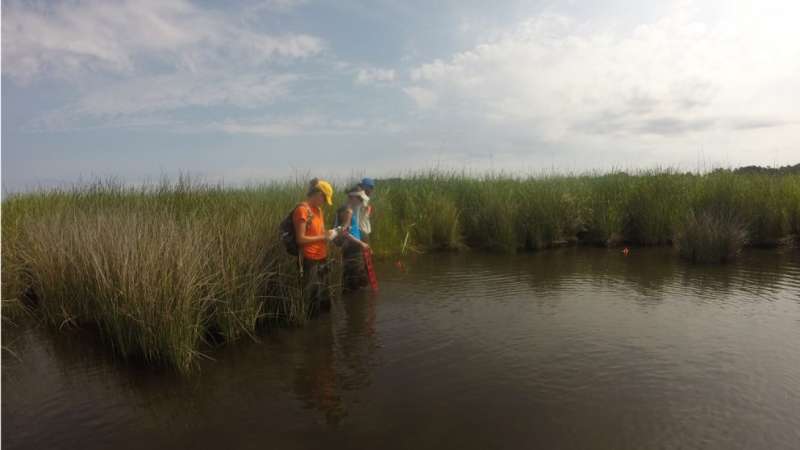 Invasive and native marsh grasses may provide similar benefits to protected wetlands