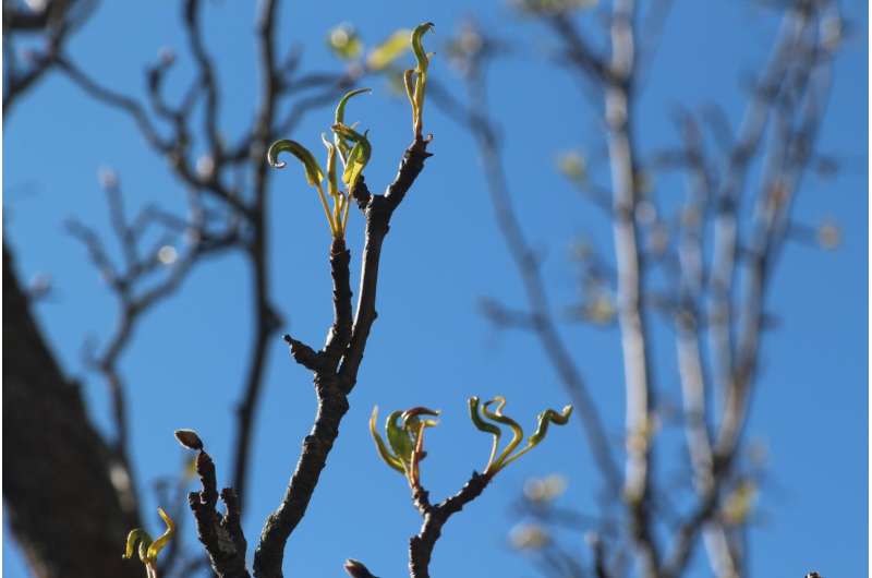 Is spring getting longer? UNH research points to a lengthening 'vernal window'