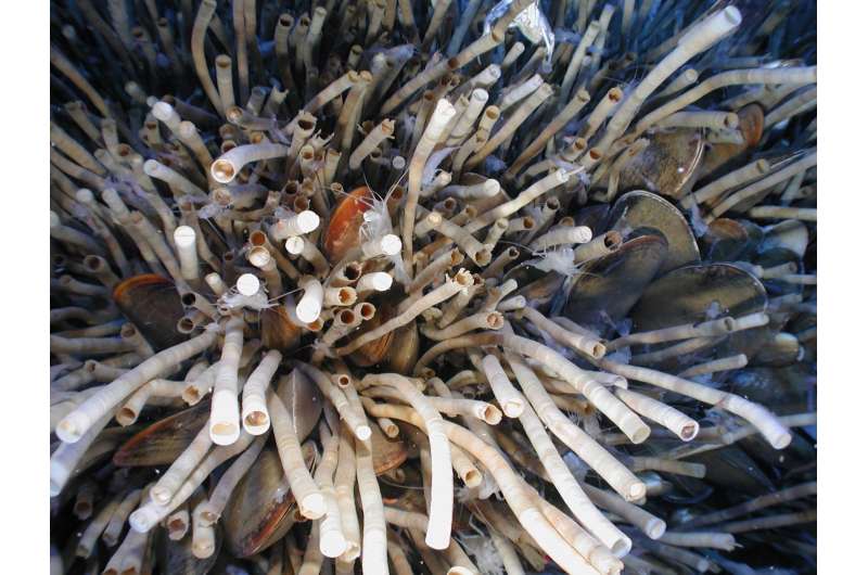 Is this Gulf of Mexico tubeworm the longest living animal in the world?