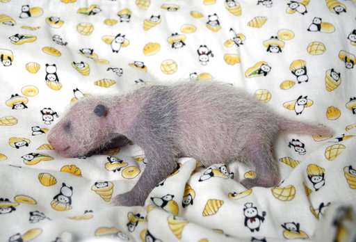 It's a girl: Japan zoo's star panda baby gets a checkup