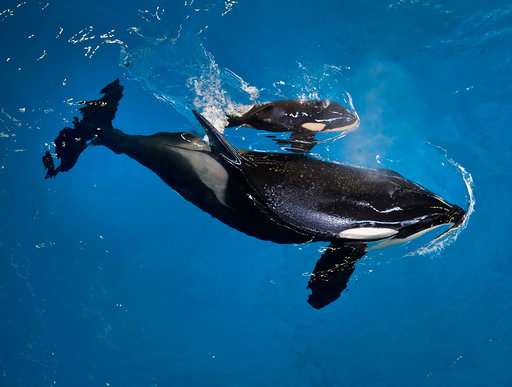 It's an orca! Last killer whale is born at a SeaWorld park