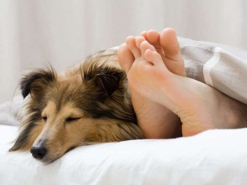 It's time to kick fido out -- of bed, that is