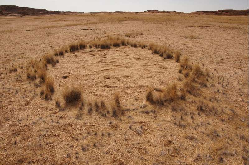 IUPUI researcher weighs in on fairy circles of Namibia