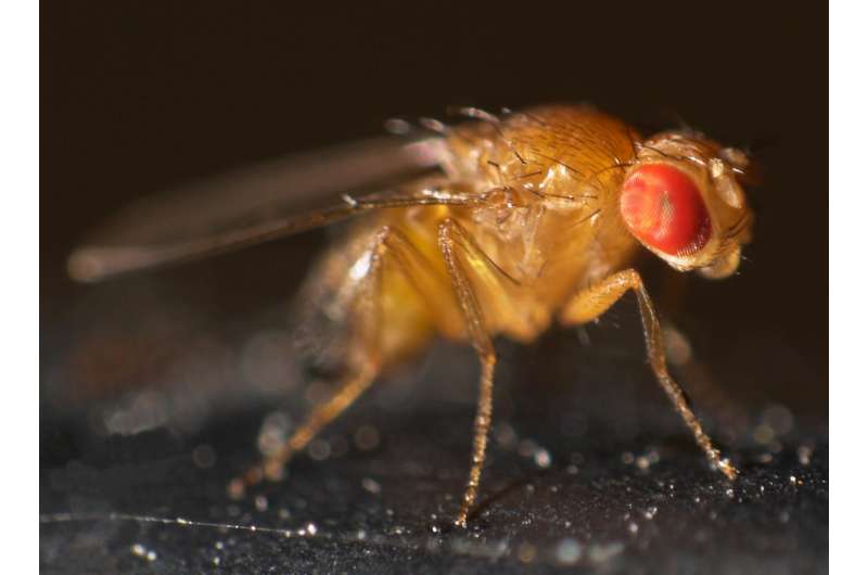 IU study finds fly growth mimics cancer cells, creating new tool in fight against disease