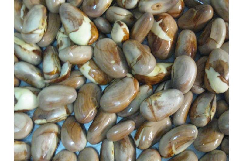 Jackfruit seeds could help ease looming cocoa bean shortage