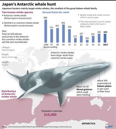 Japan's Antarctic whale hunt