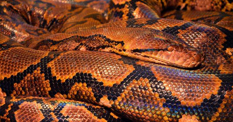 Jaw-dropping—so how does a snake eat a man?