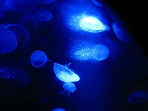 Jellyfish fluorescence shines new light on DNA copying