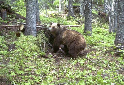 Judge: Bears near US-Canada border merit endangered status