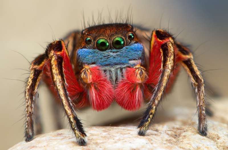 Jumping spiders court in color
