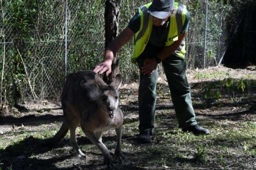 Kangaroos, emus, wombats, snakes and cockatoos are just some of the native creatures being nursed back to health by inmates at a