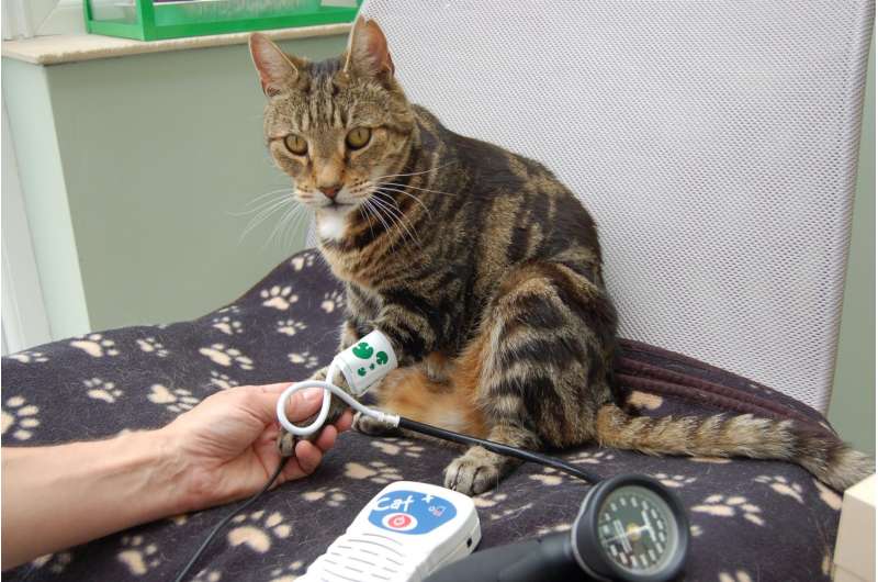 Keep calm and measure cats' blood pressure!