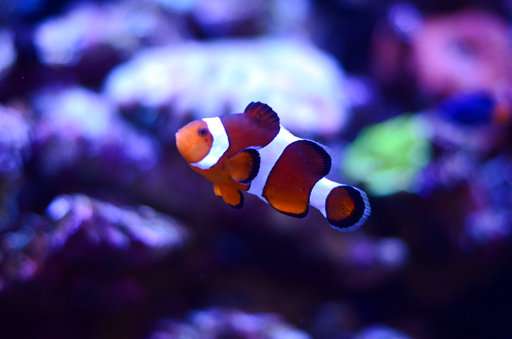 Keeping captive-bred fish has gotten easier