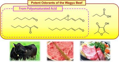 Key odorants in world's most expensive beef could help explain its allure