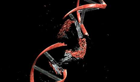 Key tool in DNA repair kit found
