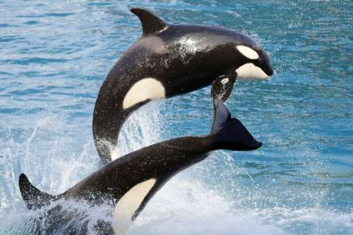 Killer whales, short-finned pilot whales and humans are the only species known to experience menopause