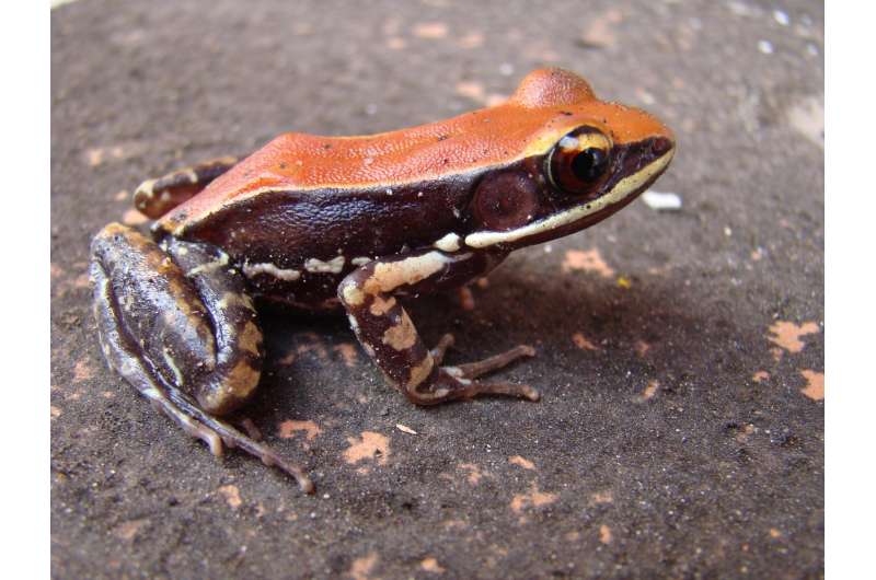 Killing flu viruses with help from a frog