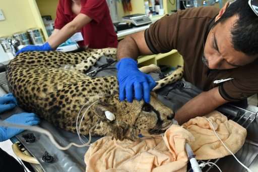 Kima the cheetah lies unconscious on an operating table at Singapore Zoo while blood samples are taken and a monitor beeps in th