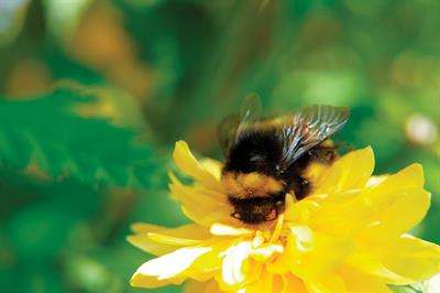 Knowledge is not always power when it comes to bumblebees