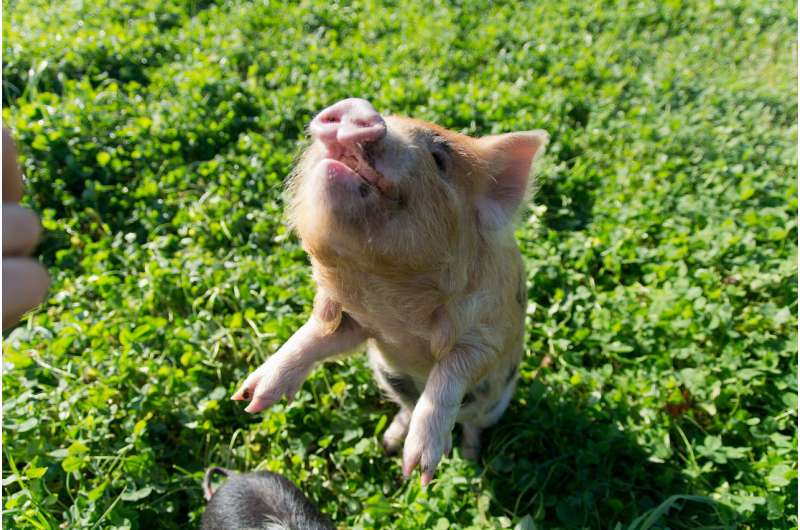 Kune Kune piglets possess social learning skills and have an astonishingly good memory