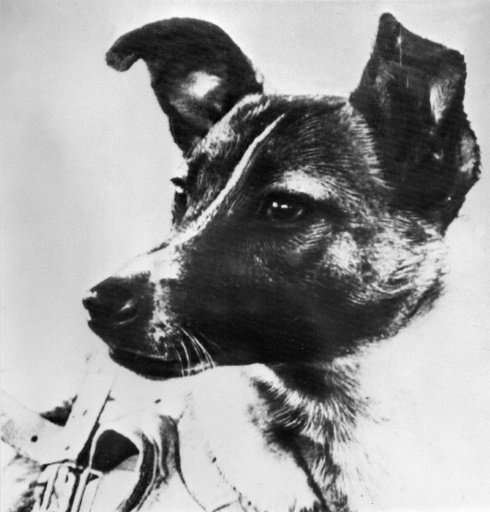 Laika, whose picture was published in the Soviet daily Pravda in 1957, preceded man in becoming the first living being sent in t